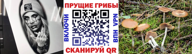 Купить закладки  Зеленогорск  Галлюциногенные грибы MAGIC MUSHROOMS 